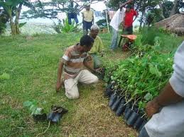 SEA e GAIA Environment celebram acordo para reflorestação e instalação de fogões nas casas timorenses