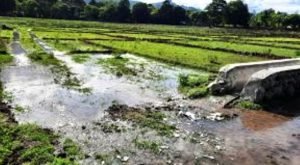 MAP reabilitará nove sistemas de irrigação para aumento da produção de arroz