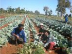 Diversifika Produtu Lokál Hodi Estabelese Loja Agrikultór