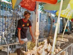 Negosiante Manu Timor, Hetan Lukru Di’ak Iha Natal no Tinan Foun