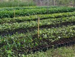 MAPPF vai distribuir mudas de árvores em Díli